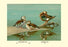 Ring-Necked and Brazilian Teals 20x30 poster