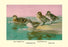 Four Types of Teal Ducks 20x30 poster