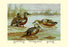 Three Types of Shoveller Ducks 20x30 poster