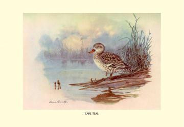 Cape Teal 20x30 poster