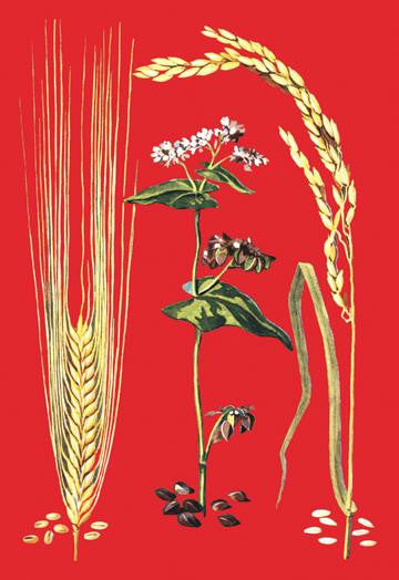 Grains: Barley, Buckwheat, and Rice #2 20x30 poster