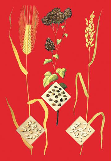 Grains: Barley, Buckwheat, and Rice #1 20x30 poster