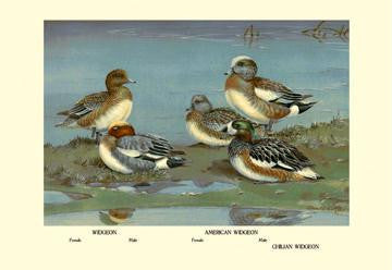 Widgeon Ducks 20x30 poster