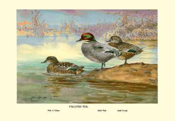 Falcated Teal Ducks 20x30 poster