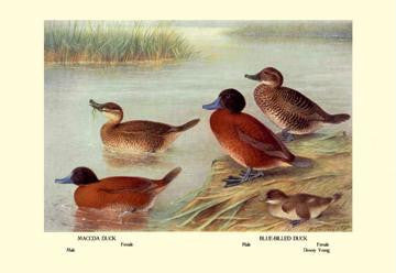 Maccoa and Blue-Billed Ducks 20x30 poster