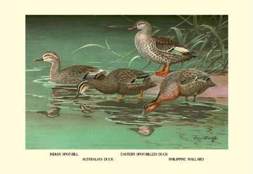 Four Duck Varieties 20x30 poster