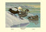 Labrador Duck 20x30 poster