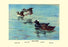 Surf Scoter Ducks 20x30 poster