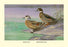 Crested and Bronze-Winged Ducks 20x30 poster