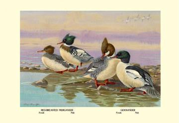 Red-Breasted Merganser and Goosander 20x30 poster