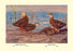 Florida Dusty and Mexican Ducks 20x30 poster