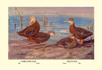 Florida Dusty and Mexican Ducks 20x30 poster