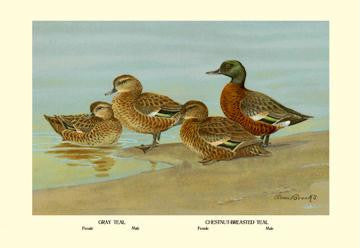 Gray Teal and Chestnut-Breasted Teal 20x30 poster