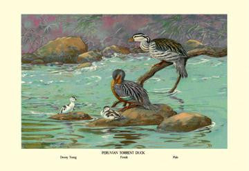 Peruvian Torrent Duck 20x30 poster