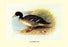 Salvadori&#39;s Duck 20x30 poster