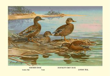 Hawaiian Duck and Oustalet&#39;s Gray Duck 20x30 poster