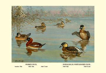 Masked and Madagascan Ducks 20x30 poster