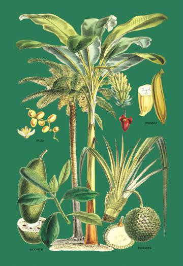 Plants Used as Food 20x30 poster