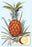 Pineapple 20x30 poster