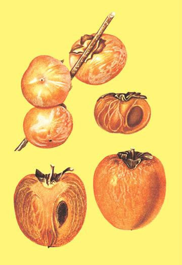 Persimmons 20x30 poster