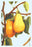 Bartlett Pears 20x30 poster