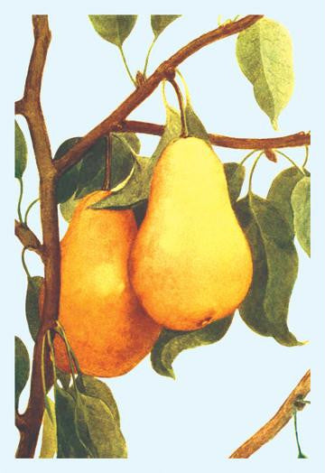 Bartlett Pears 20x30 poster