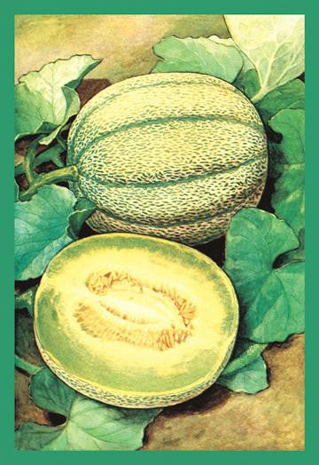 Muskmelon 20x30 poster