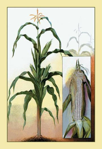 Sweet Corn 20x30 poster