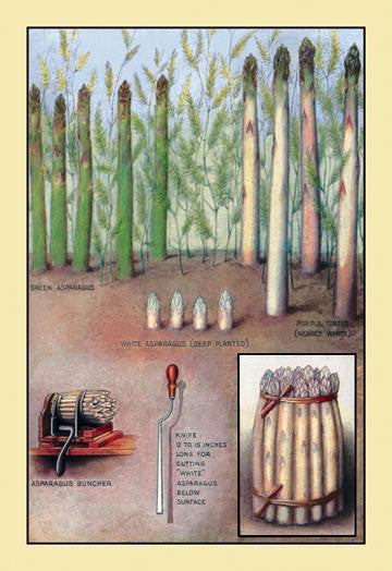 Asparagus 20x30 poster