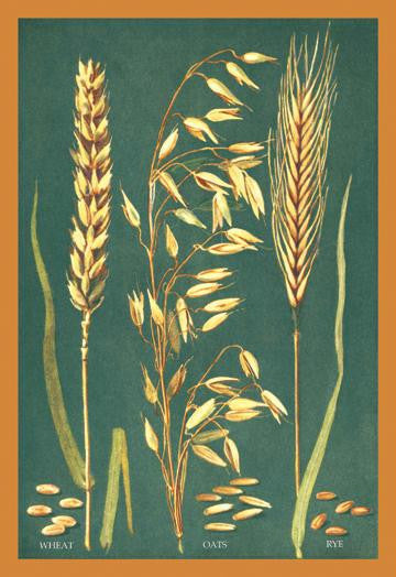 Grains 20x30 poster