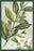 Tea Plant #2 20x30 poster