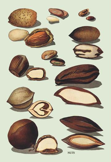 Nuts #2 20x30 poster