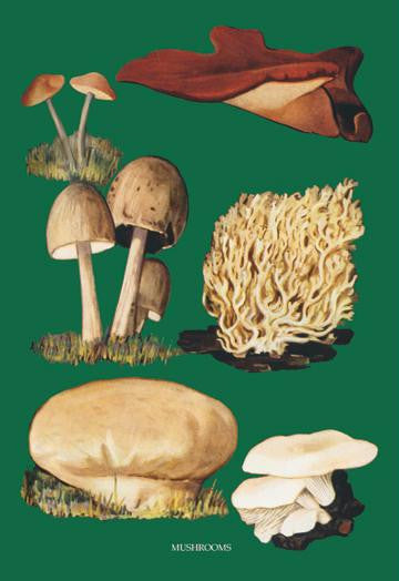 Mushrooms #2 20x30 poster