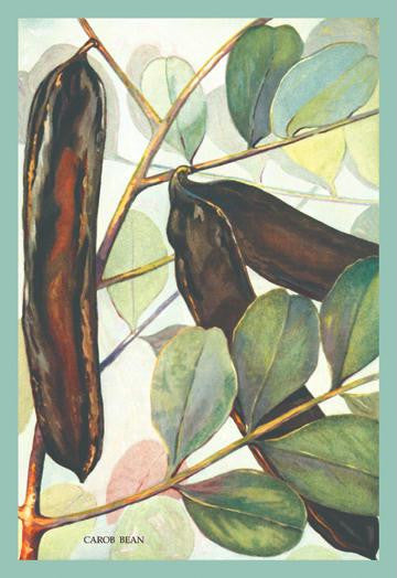 Carob Bean 20x30 poster