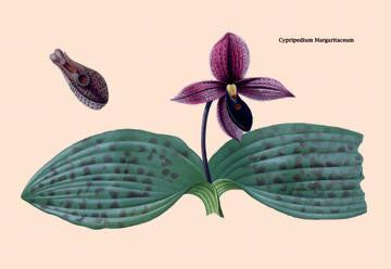 Orchid: Cypripedium Margaritaceum 20x30 poster