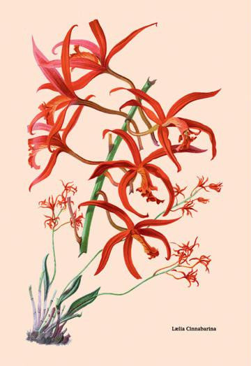 Orchid: Laelia Cinnabarina 20x30 poster