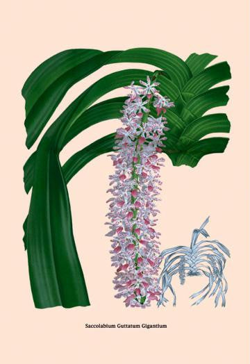 Orchid: Saccolabium Guttatum Gicanticum 20x30 poster