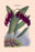 Orchid: Pleurothallis-Roezli 20x30 poster