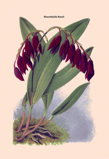 Orchid: Pleurothallis-Roezli 20x30 poster