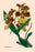 Orchid: Oncidium Mantinii 20x30 poster