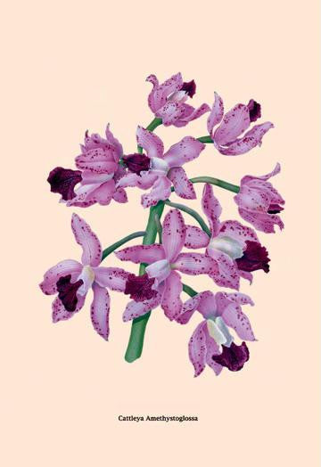 Orchid: Cattleya Amethystoglossa 20x30 poster