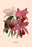 Orchid: Cattleya Labiata 20x30 poster