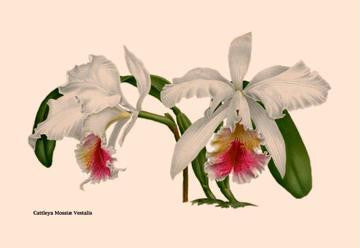 Orchid: Cattleya Mossia Vestalis 20x30 poster