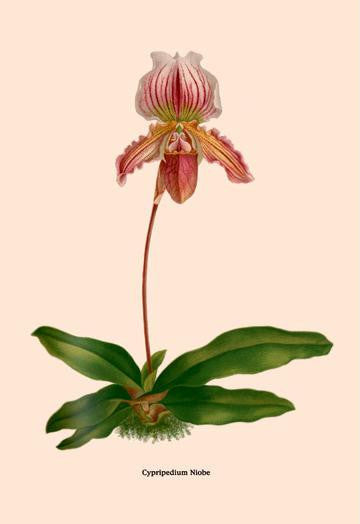 Orchid: Cypripedium Niobe 20x30 poster