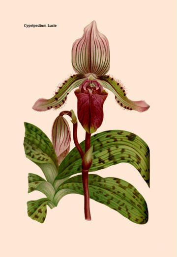 Orchid: Cypripedium Lucie 20x30 poster