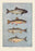 Fish 20x30 poster