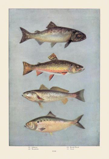 Fish 20x30 poster