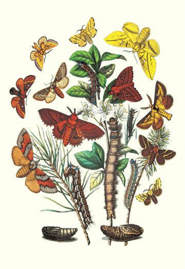 Moths: G. Quercifolia, L. Potatoria, et al. 20x30 poster