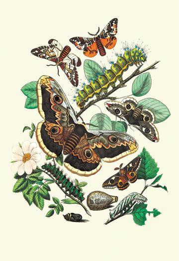 Moths: E. Versicolora, S. Pyri, S. Carpini 20x30 poster