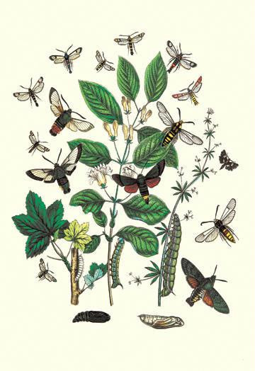 Moths: M. Stellatarum, M. Croatica, et al. 20x30 poster